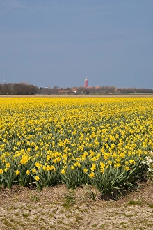 Blumenbeet