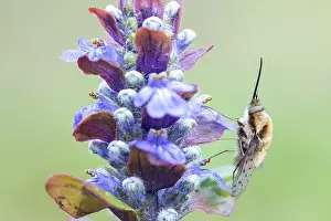 Bombylius medius