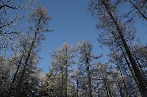 Bilder Datiert 24. Januar 2005: Bäume, Bäume