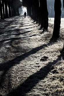 Frosty Landscape Drucke: Bomenlaan, Tree lane