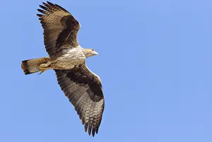 Bonellis Eagle Drucke: Bonelli's Eagle