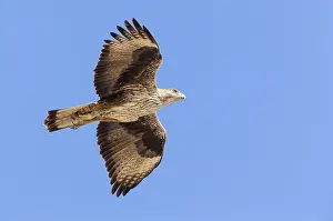 Bonellis Eagle Drucke: Bonelli's Eagle