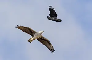 Bonellis Eagle Drucke: Bonelli's Eagle