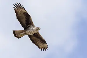 Raptor Species Drucke: Bonelli's Eagle