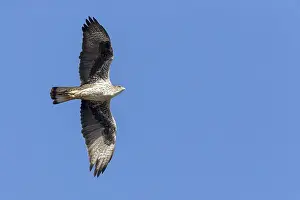 Bird In Flight Images Drucke: Bonelli's Eagle