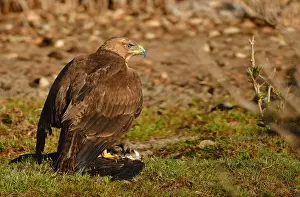 Bonellis Eagle Drucke: Bonelli's Eagle covers its prey