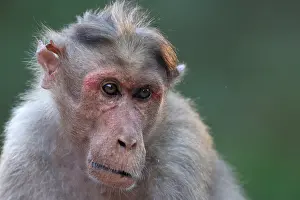Western Ghats Wildlife Drucke: Bonnet macaque, Macaca radiata