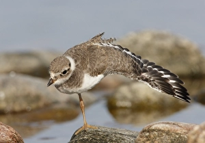 Charadrius Hiaticula Species Drucke: Bontbekplevier, Common Ringed Plover, Charadrius hiaticula