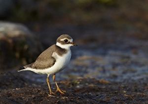 Common Ringed Plover Images Drucke: Bontbekplevier, Common Ringed Plover, Charadrius hiaticula