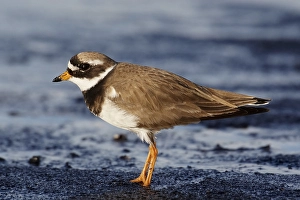 Charadrius Hiaticula Images Drucke: Bontbekplevier, Common Ringed Plover, Charadrius hiaticula