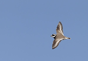 Charadrius Hiaticula Adult Drucke: Bontbekplevier, Common Ringed Plover, Charadrius hiaticula