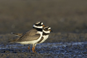 Charadrius Hiaticula Adult Drucke: Bontbekplevier, Common Ringed Plover, Charadrius hiaticula