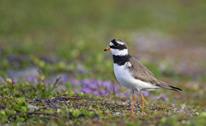 Charadrius Hiaticula Species Drucke: Bontbekplevier, Common Ringed Plover, Charadrius hiaticula