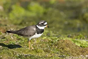 Charadrius Hiaticula Europe Drucke: Bontbekplevier, Common Ringed Plover, Charadrius hiaticula
