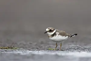 Charadrius Hiaticula Images Drucke: Bontbekplevier, Common Ringed Plover, Charadrius hiaticula