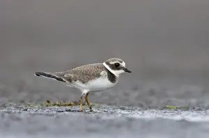 Charadrius Hiaticula Images Drucke: Bontbekplevier, Common Ringed Plover, Charadrius hiaticula
