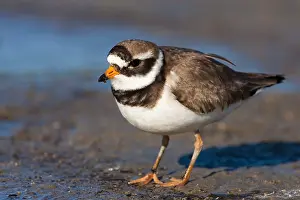 Common Ringed Plover Drucke: Bontbekplevier, Common Ringed Plover, Charadrius hiaticula