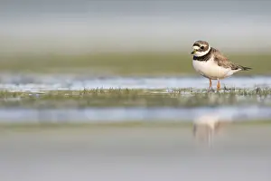 Common Ringed Plover Drucke: Bontbekplevier, Common Ringed Plover, Charadrius hiaticula