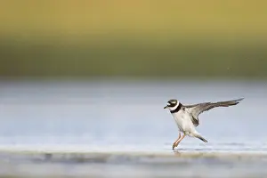 Common Ringed Plover Drucke: Bontbekplevier, Common Ringed Plover, Charadrius hiaticula