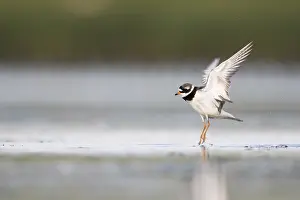 Common Ringed Plover Drucke: Bontbekplevier, Common Ringed Plover, Charadrius hiaticula