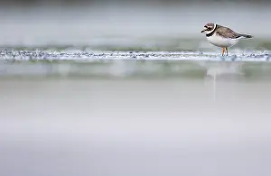 Common Ringed Plover Drucke: Bontbekplevier, Common Ringed Plover, Charadrius hiaticula