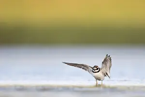 Common Ringed Plover Drucke: Bontbekplevier, Common Ringed Plover, Charadrius hiaticula