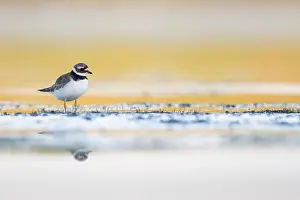 Common Ringed Plover Drucke: Bontbekplevier, Common Ringed Plover, Charadrius hiaticula
