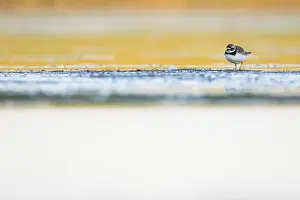 Common Ringed Plover Drucke: Bontbekplevier, Common Ringed Plover, Charadrius hiaticula