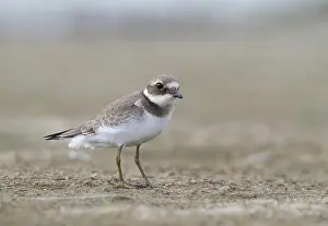 Common Ringed Plover Drucke: Bontbekplevier, Common Ringed Plover, Charadrius hiaticula
