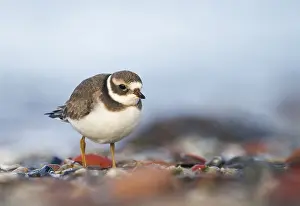 Common Ringed Plover Drucke: Bontbekplevier, Common Ringed Plover, Charadrius hiaticula