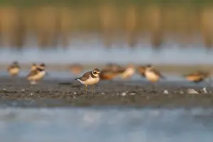 Common Ringed Plover Drucke: Bontbekplevier, Common Ringed Plover, Charadrius hiaticula