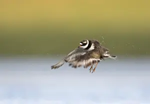 Common Ringed Plover Drucke: Bontbekplevier, Common Ringed Plover, Charadrius hiaticula
