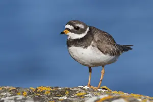 Common Ringed Plover Drucke: Bontbekplevier, Common Ringed Plover, Charadrius hiaticula