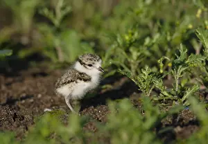 Common Ringed Plover Drucke: Bontbekplevier, Common Ringed Plover, Charadrius hiaticula