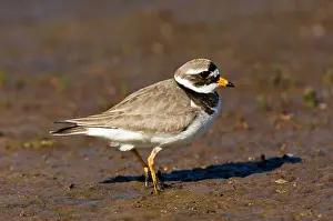 Charadrius Hiaticula Adult Drucke: Bontbekplevier, Common Ringed Plover, Charadrius hiaticula