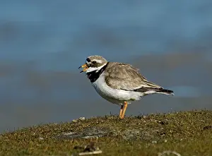 Charadrius Hiaticula Adult Drucke: Bontbekplevier, Common Ringed Plover, Charadrius hiaticula