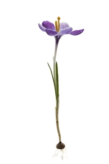 Crocus Vernus Drucke: Bonte krokus, Spring Crocus, Crocus vernus
