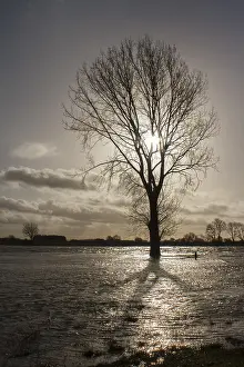 Netherlands Nature Photography Drucke: Boom; tree