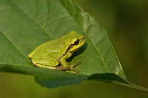 Hyla Arborea Drucke: Boomkikker