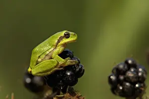European Tree Frog Images Drucke: Boomkikker