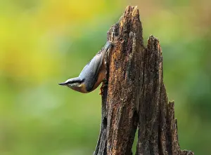 European Nuthatch Drucke: Boomklever