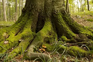 Bilder Datiert 3. September 2014: Autumnlicher Wald mit einem Baumstamm in der Herbstfarben.