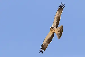 Birds With Sharp Talons Drucke: Booted Eagle