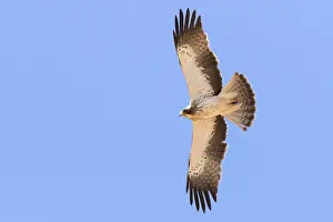 African Wildlife Animals Drucke: Booted Eagle
