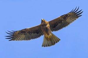 Bilder Datiert 9. Januar 2017: Stirnwürger, Aquila pennata