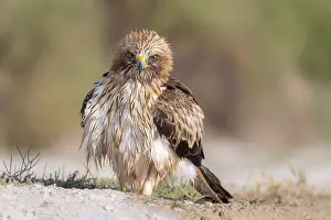 Wild Birds In Europe Drucke: Booted Eagle; Aquila pennata