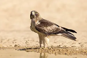 Wildlife Raptor Images Drucke: Booted Eagle; Aquila pennata