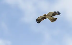 Bilder Datiert 20. April 2018: Schwarzmilan, Hieraaetus pennatus