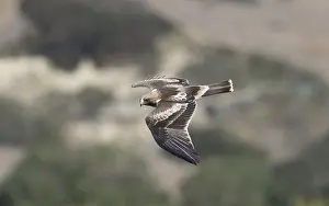 Booted Eagle Drucke: Booted Eagle, Hieraaetus pennatus