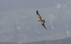 Eagle In Flight Spain Drucke: Booted Eagle, Hieraaetus pennatus